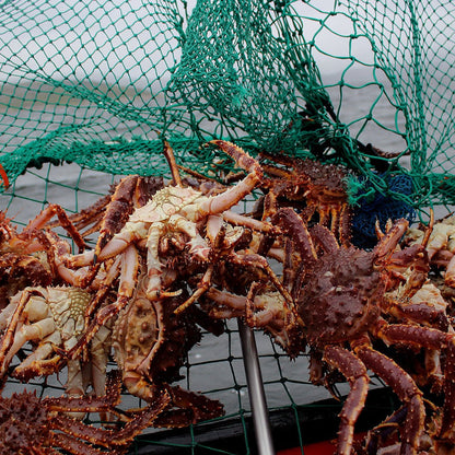🦀🦀🦀Super Colossal Red King Crab Legs🦀🦀🦀